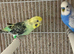 Budgie pair