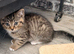1 half Persian boy kittens, ready now