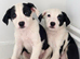 Classic "Old School" Lurcher Puppies - Loving Family Companions