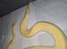 Beautiful lemmon blast pied