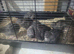 quails