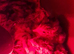 20 Quail Chicks few Days Old