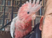 Hand reared galah cockatoo