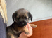 KC Border terriers