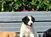 Amazing Border Collie X Lurcher Puppies