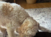 F1b cockapoo
