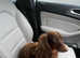 Stud dachshund