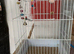 Pirate cage