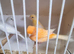 Red factor canaries
