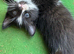RAGDOLL CROSS KITTENS TO RESERVE