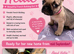 BEAUTIFUL KC FRENCH BULLDOG PUPPIES