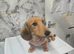 Longhair daschund puppy