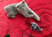British and Scottish Fold kittens