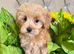 REDUCED FOR URGENT SALE!! BEAUTIFUL KOREAN MALTIPOO GIRL. EXTRA MINI!!