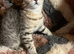 Gccf Handsome male British shorthair kitten