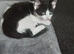 Kitten