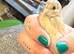 Chinese painted quails (Buttons)