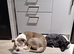 Male Patterdale Age 1