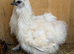 Silkie cockerels
