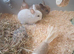 2 Female Rabbits for Sale