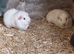 Guinea pigs