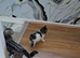 British Shorthair cross kittens