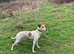 Lurcher puppie 1 boys left ready now!!!