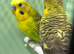 Black face & Black wing budgies available