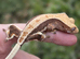 Various crested geckos