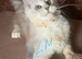 Exceptional TICA Registered Maine Coon Polydactyl Boys- NEUTERED