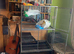 Bird/rat cage