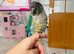 2 bonded conure parrots moon cheek/green cheek