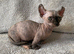 Beautiful Sphynx Dwelf Female Kittens