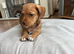 INTRODUCING OUR ADORABLE COCO JACKS