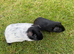 Boar Guinea Pigs