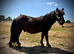 SPSBS Shetland Gelding