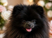 LAST POMERANIAN BOY LEFT!REDUCED PRICE