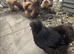 USA Silkie hatching eggs available