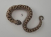 Western Hognose Babies (Various)
