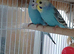 Pairs of young cock budgies