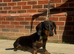 Amazing black/tan dapple boy