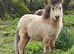 Jambarrie Chandler 1yr old Buckskin Colt