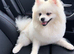 White Pomeranian male Russian bloodlines
