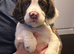 Kc registered springer spaniel working lines