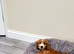 PRA CLEAR SHOW CLASS RED COCKAPOO