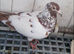 Racing mulumans chick's given white tail