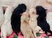 Mesmerizing golden doodle baby's