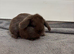 4 beautiful baby mini lops
