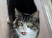 Roku (Outdoor Farm Cat) Excellent pest control.