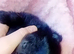 Pomeranian puppies for sale